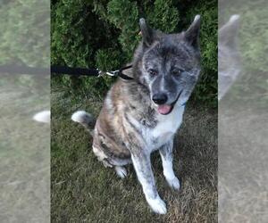 Akita Dogs for adoption in Battle Ground, WA, USA