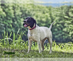 German Shorthaired Pointer Dogs for adoption in Mt Carmel, PA, USA