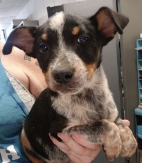 Boston Cattle Dog Dogs for adoption in Chico, CA, USA