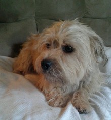 Norfolk Terrier Dogs for adoption in Fort Wayne, IN, USA