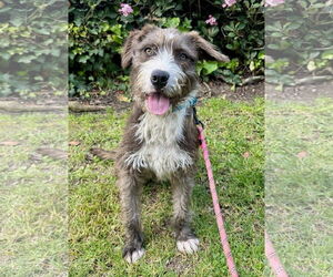 Mutt Dogs for adoption in Newport Beach, CA, USA