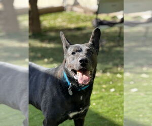 German Shepherd Dog-Unknown Mix Dogs for adoption in San Diego, CA, USA