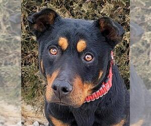 Rottweiler-Unknown Mix Dogs for adoption in Albuquerque, NM, USA
