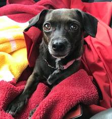 Chiweenie Dogs for adoption in Lake Elsinore, CA, USA