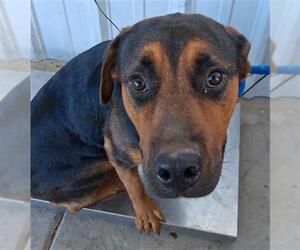 Rottweiler-Unknown Mix Dogs for adoption in Bakersfield, CA, USA