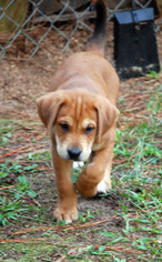 Medium Photo #1 Boxador Puppy For Sale in Garner, NC, USA