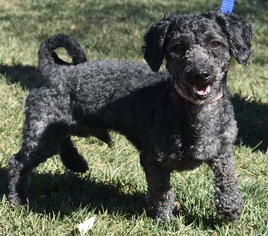 Poodle (Toy) Dogs for adoption in Palo Alto, CA, USA