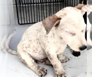 Mutt Dogs for adoption in Houston, TX, USA