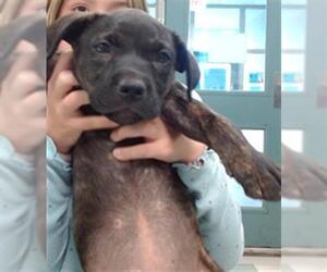 American Pit Bull Terrier Dogs for adoption in Oklahoma City, OK, USA