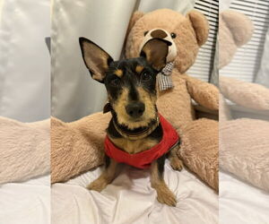 Mutt Dogs for adoption in Key Largo, FL, USA