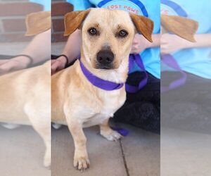 Labrador Retriever-Unknown Mix Dogs for adoption in Carrollton, TX, USA