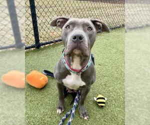 Mutt Dogs for adoption in Dedham, MA, USA