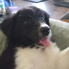 Border Collie-Great Pyrenees Mix Dogs for adoption in Huntsville, AL, USA