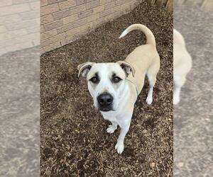 Labrenees Dogs for adoption in London, Ontario, Canada
