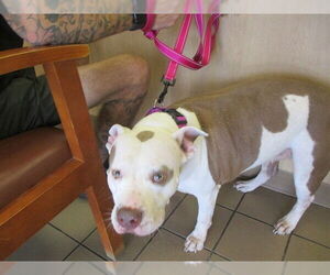 American Pit Bull Terrier Dogs for adoption in Ocala, FL, USA