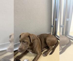 American Pit Bull Terrier-Unknown Mix Dogs for adoption in Pasadena, TX, USA