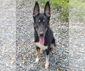 Akita-Unknown Mix Dogs for adoption in Anchorage, AK, USA