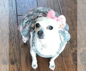 Chihuahua Dogs for adoption in Alta Loma, CA, USA