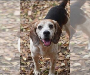 Beagle Dogs for adoption in Ocean Springs, MS, USA