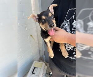 Mutt Dogs for adoption in Stockton, CA, USA