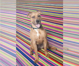 Catahoula Leopard Dog-Staffordshire Bull Terrier Mix Dogs for adoption in Vaughan, Ontario, Canada