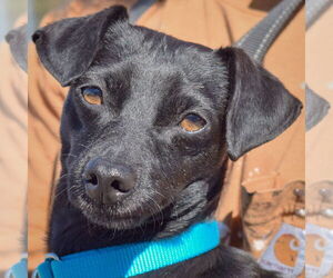 Chiweenie Dogs for adoption in Huntley, IL, USA