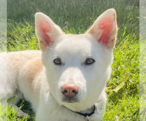 Pembroke Welsh Corgi-Unknown Mix Dogs for adoption in San Ramon, CA, USA