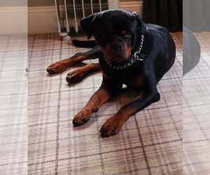 Rottweiler Dogs for adoption in Hillsboro, NH, USA
