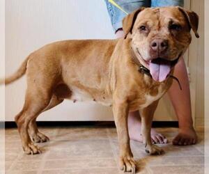 American Pit Bull Terrier-Unknown Mix Dogs for adoption in Tehachapi, CA, USA