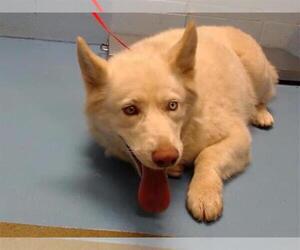 Siberian Husky-Unknown Mix Dogs for adoption in Moreno Valley, CA, USA