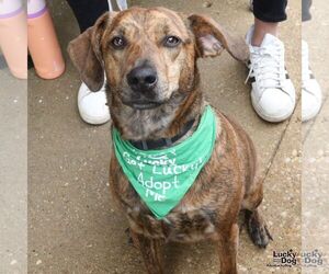 Beagle-Plott Hound Mix Dogs for adoption in Washington, DC, USA