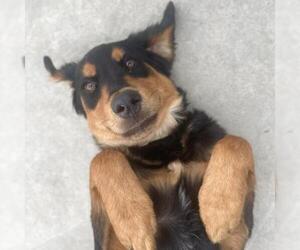 Labrador Retriever Dogs for adoption in Roanoke, VA, USA