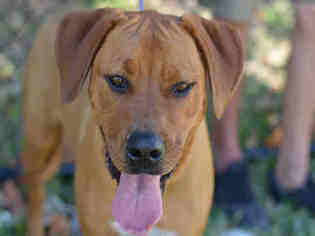 Rhodesian Ridgeback Dogs for adoption in Fort Lauderdale, FL, USA