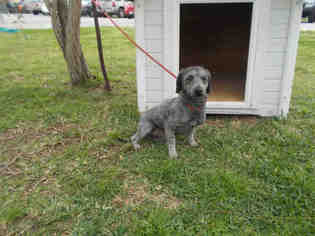 Poodle (Miniature) Dogs for adoption in Rosenberg, TX, USA