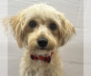 Bichon Frise-Unknown Mix Dogs for adoption in Lewistown, PA, USA
