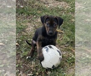 Labrador Retriever-Unknown Mix Dogs for adoption in Ogden, UT, USA