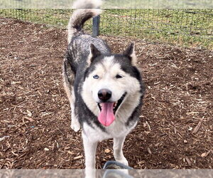Siberian Husky Dogs for adoption in Orange, CA, USA
