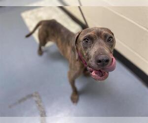 American Pit Bull Terrier-Dachshund Mix Dogs for adoption in Denver, CO, USA
