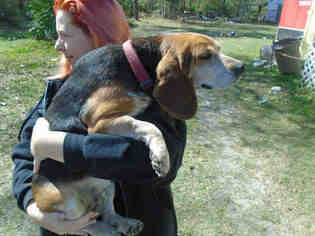 Bagle Hound Dogs for adoption in Green Cove Springs, FL, USA