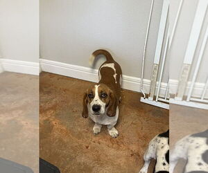 Basset Hound Dogs for adoption in Bolivar, MO, USA