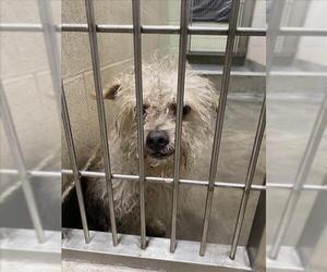 Mutt Dogs for adoption in Upland, CA, USA