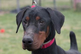 Doberman Pinscher Dogs for adoption in Millersville, MD, USA