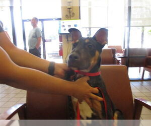 Bull Terrier-Unknown Mix Dogs for adoption in Ocala, FL, USA