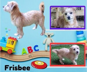 Mutt Dogs for adoption in Lindsay, CA, USA