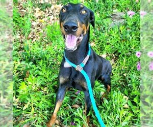 Doberman Pinscher Dogs for adoption in Long Beach, CA, USA