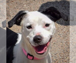 American Staffordshire Terrier-English Springer Spaniel Mix Dogs for adoption in Huntley, IL, USA