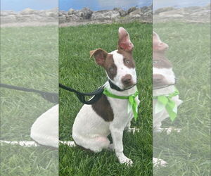 American Pit Bull Terrier-Unknown Mix Dogs for adoption in Germantown, OH, USA