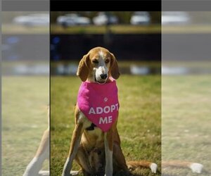 Mutt Dogs for adoption in Myrtle Beach, SC, USA