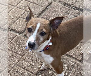 Jack Chi Dogs for adoption in McCormick, SC, USA