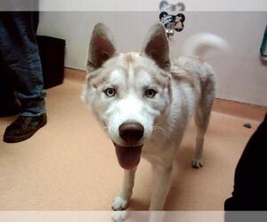 Siberian Husky Dogs for adoption in Martinez, CA, USA